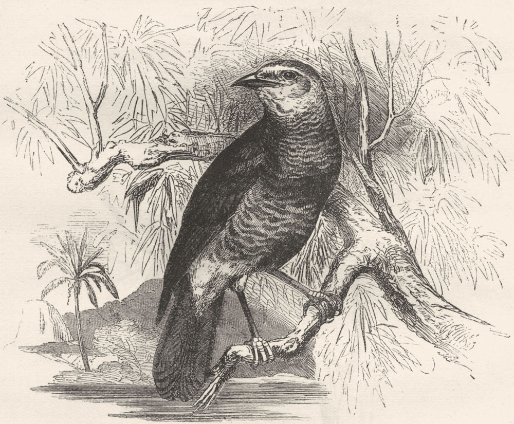 BIRDS. Singing. Thrush. White-rumped Babbler c1870 old antique print picture